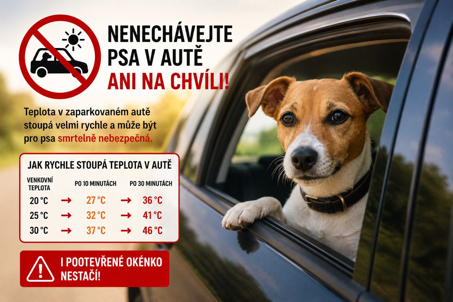 Proč psa nenechávat v autě